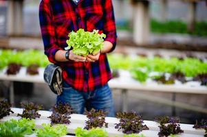 ensalada de mano y verde, vegetales no tóxicos concepto de vegetales saludables foto