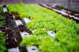 Organic vegetable salad garden photo