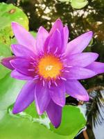 Blooming lotus, pinkish purple with yellow stamens It's a beautiful flower, macro. photo