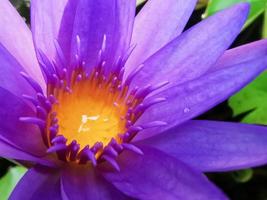 Blooming lotus, pinkish purple with yellow stamens It's a beautiful flower, macro. photo