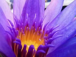 Blooming lotus, pinkish purple with yellow stamens a beautiful flower photo