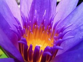 Blooming lotus, pinkish purple with yellow stamens a beautiful flower