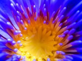 loto floreciente, púrpura rosado con estambres amarillos una flor hermosa foto