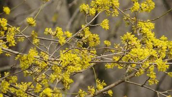 Nature background. flowering tree in spring. tree with flowers on branches. photo