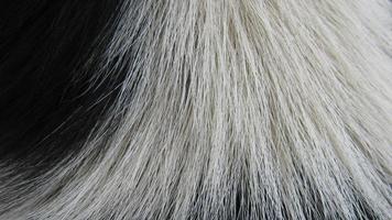 fur texture. close up of fur. fur background photo