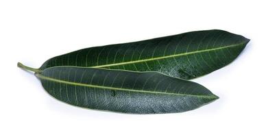 Green fresh mango leaves isolated on white background, beautiful vein texture in detail. Clipping path, cut out, close up, macro. Tropical concept. photo