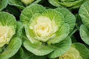 Ornamental cabbage in botanical garden, flowers and plants, environment