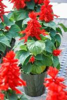 Red Salvia Splendens, Red flower plants in the black tray photo