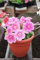 petunia, petunias en la bandeja,petunia en la olla foto