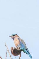 Indian Roller bird photo