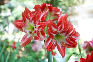 flor de amarilis roja foto