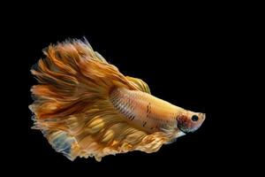 Yellow gold betta fish, siamese fighting fish on black background photo