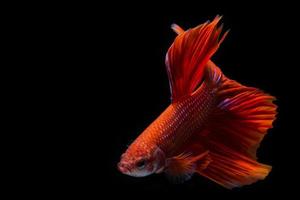 pez betta rojo, pez luchador siamés sobre fondo negropez betta rojo, pez luchador siamés sobre fondo negro foto