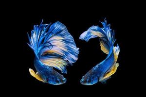 Blue and yellow betta fish, siamese fighting fish on black background photo