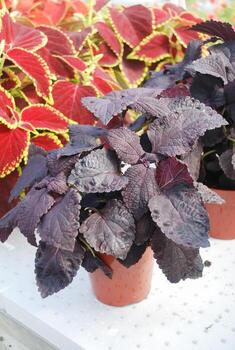 hojas rojas moradas del coleo, plectranthus scutellarioides foto