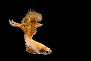 Yellow gold betta fish, siamese fighting fish photo