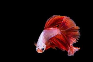 Pink and red betta fish, siamese fighting fish photo