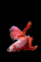 Pink and red betta fish, siamese fighting fish on black background photo