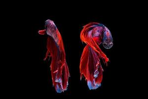 pez betta rojo y azul, pez luchador siamés sobre fondo negro foto