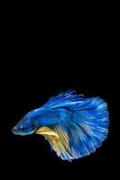 Blue and yellow betta fish, siamese fighting fish on black background