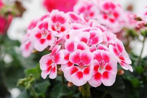 Pelargonium - Geranium Flowers showing their lovely petal Detail in the garden photo