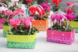 Cyclamen with pot bag in the nursery. Flower greenhouse. Primulaceae Family. Cyclamen persicum photo