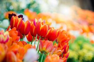 Tulip in spring with soft focus photo
