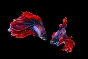 Red and blue betta fish, siamese fighting fish on black background photo