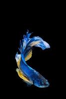 Blue and yellow betta fish, siamese fighting fish on black background photo