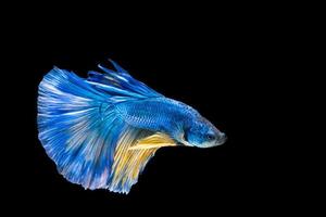 Blue and yellow betta fish, siamese fighting fish on black background photo