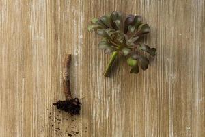 Top view of dark color Aeonium with root after cutting photo