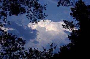 View of clouds on blue sky framed by tree branches photo