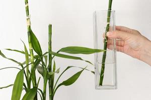 Hand holding cutting of Dracaena sanderiana stem photo