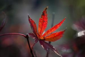 Close-up of Japanese red maple. photo
