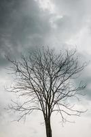 vista de la rama del árbol sin hojas durante el día lluvioso y nublado. foto