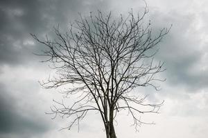 View of tree branch without leaves during rainy cloudy day. photo
