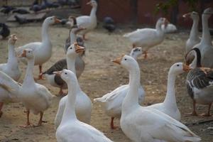 Indian Swans in park images Beautiful image photo