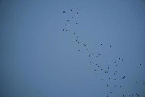 grupo de pájaros volando en el cielo foto