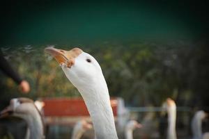 imagen de cisne en el parque imagen de alta definición foto