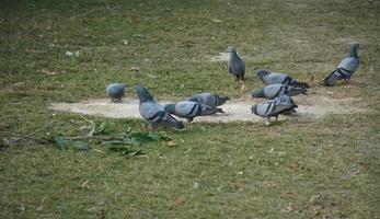 Group of pigeons eating food photo