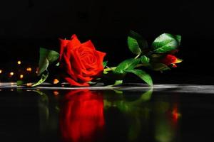 beautiful rose image in night love image