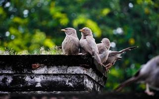 lindos pájaros en el árbol en el rodaje al aire libre foto