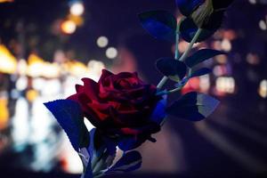 rose image on beautiful bg in night photo