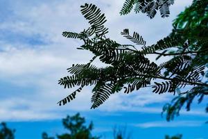 sky and leaf beautiful weather photo