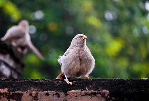 cute bird on tree at outdoor shoot photo