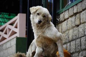 a dog watching camera and he's confused photo