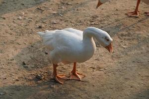 Indian Swan images Beautiful image photo