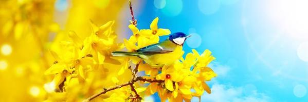 Great tit sitting on a tree branch in spring weather photo