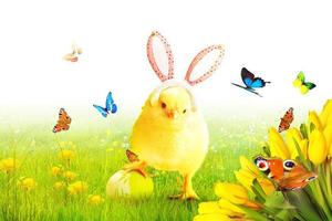 Little cute newborn baby chick for Easter celebration. photo