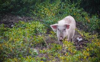 imagen hd de un cerdo blanco en el bosque foto